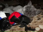 Фотография Лучина Олега