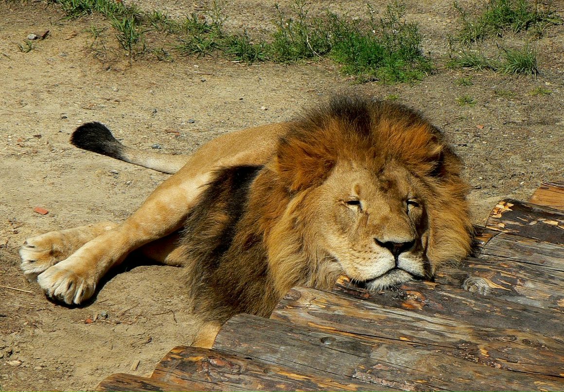 Игорь Середа фотография #33