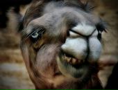 Фотография Альшанова Святослава