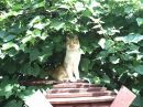 Іванка Щудло фотография #44 (источник - https://vk.com/id136543367)