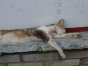 Фотография Бажутина Владислава