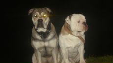 Фотография Чумакова Алексея