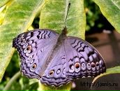 Фотография Абрамян Анаит