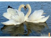 Фотография Пасечника Евгения