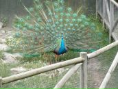 Надя Кіданецька фотография #18 (источник - https://vk.com/id103553217)