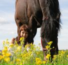 Фотография Kitsune Катеньки