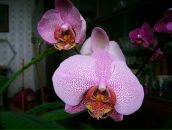 Галина Олейник фотография #37 (источник - https://vk.com/id95261581)