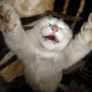 Фотография Ширыкалова Алексея