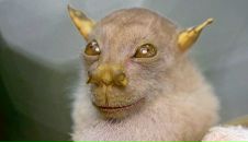 Фотография Strigo Irene