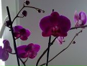 Фотография Орловой Ани