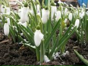 Zelim Debi фотография #13 (источник - https://vk.com/id2827237)