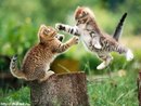 Микола Івасишин фотография #10 (источник - https://vk.com/id153223601)