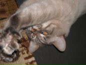 Фотография Копчёновой Натальи