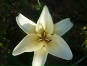 Фотография Алехина Сережи