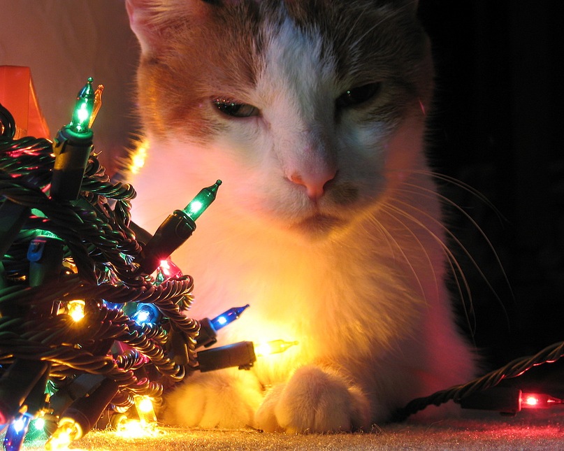 Дмитрий Гуминиченко фотография #42